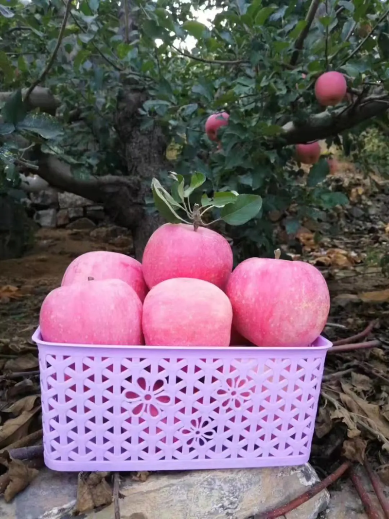 山东红富士苹果🍎上市，口感脆甜，品质保障，欢迎新老客户采购