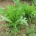 苦荬菜种子养鹅四季牧草猪鸡鸭鹅鱼草籽苦麻菜苦麦菜苦买菜苦