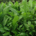 苦荬菜种子养鹅四季牧草猪鸡鸭鹅鱼草籽苦麻菜苦麦菜苦买菜苦