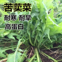 苦荬菜种子养鹅四季牧草猪鸡鸭鹅鱼草籽苦麻菜苦麦菜苦买菜苦