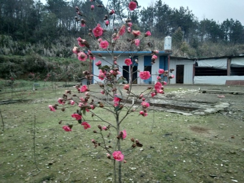 茶花