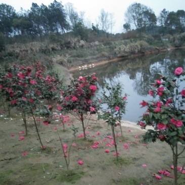茶花
