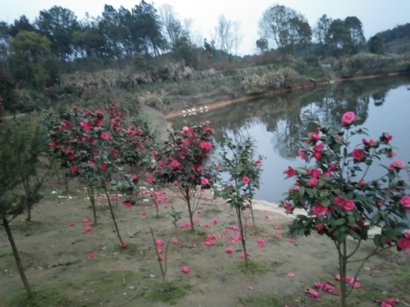 茶花