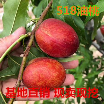 518油桃苗早熟品种嫁接苗黄肉油桃树苗