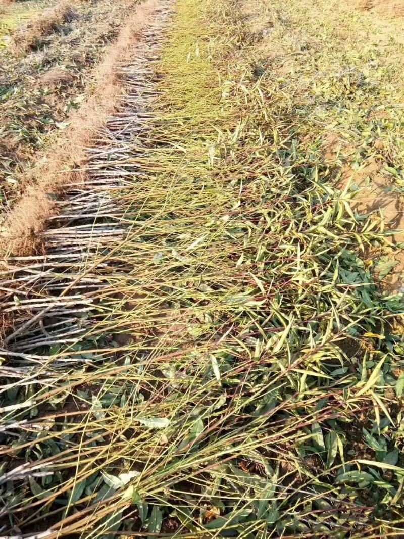 518油桃苗早熟品种嫁接苗黄肉油桃树苗