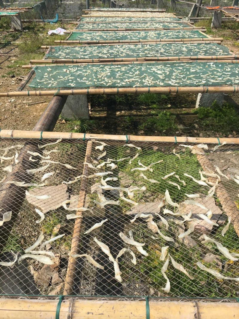 鱼脑又称软骨，需要联系我