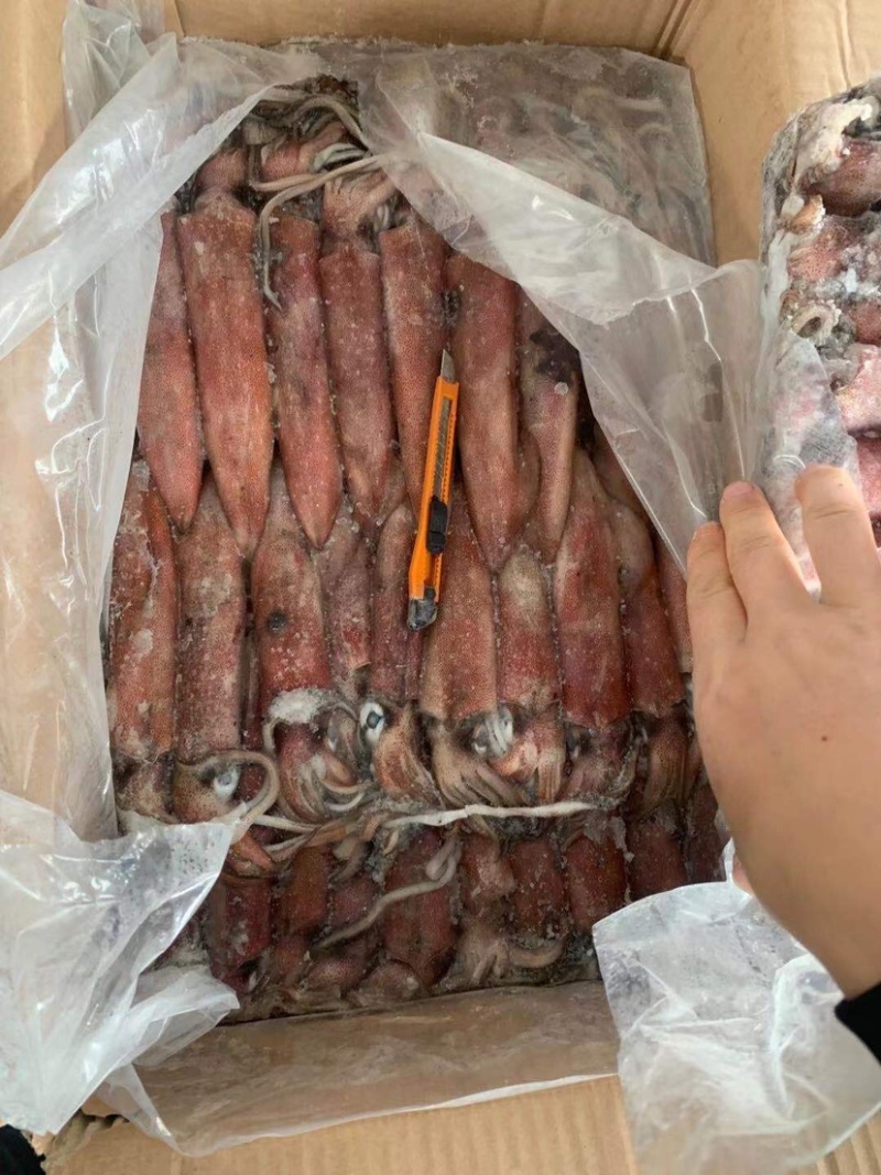 印尼围网鱿鱼4号5号，现货销售中
