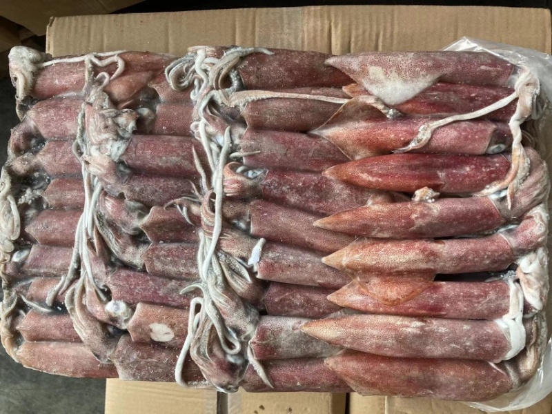 印尼围网鱿鱼4号5号，现货销售中