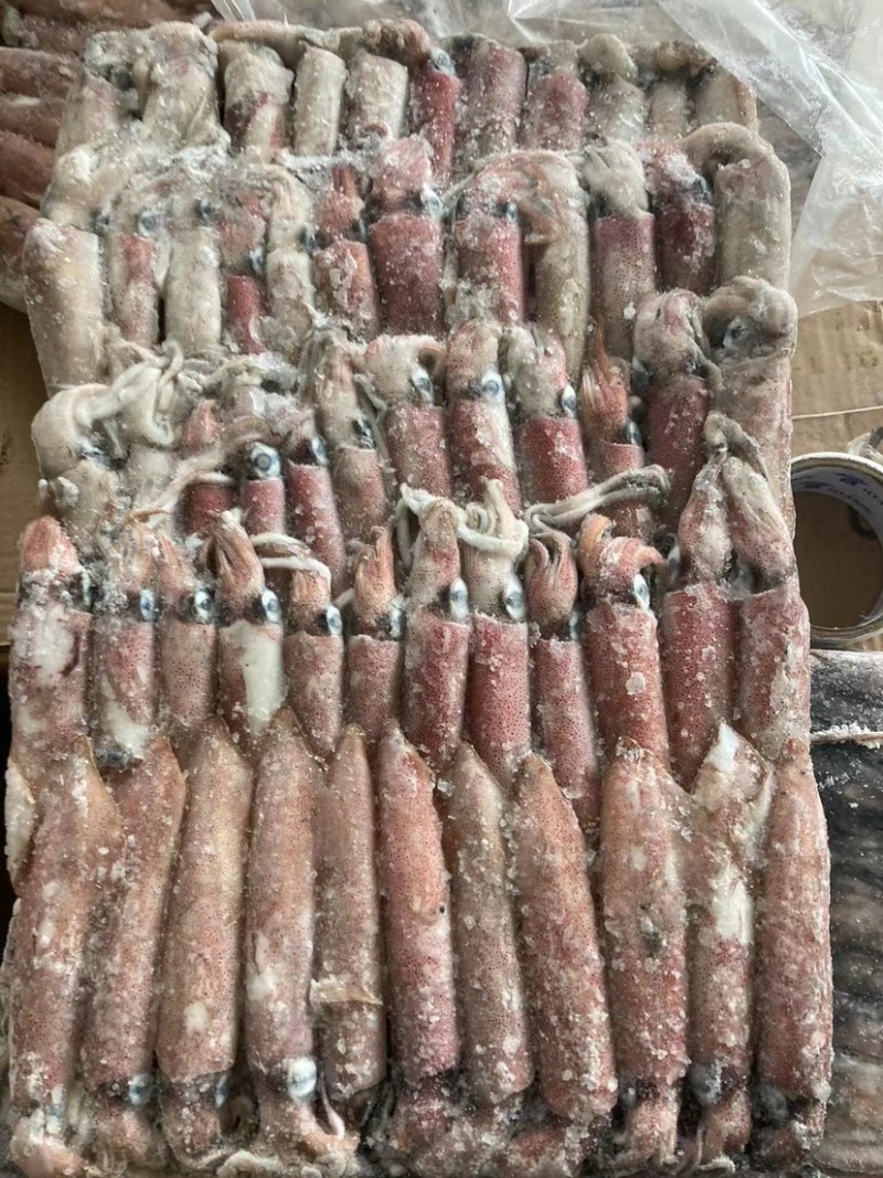 印尼围网鱿鱼4号5号，现货销售中