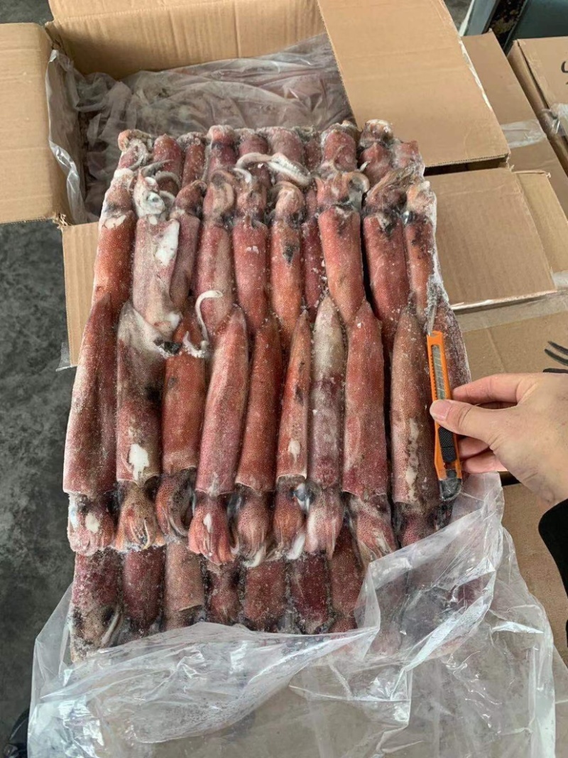 印尼围网鱿鱼4号5号，现货销售中