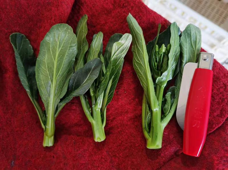 精品菜心健康供港蔬菜菜苔品质保证