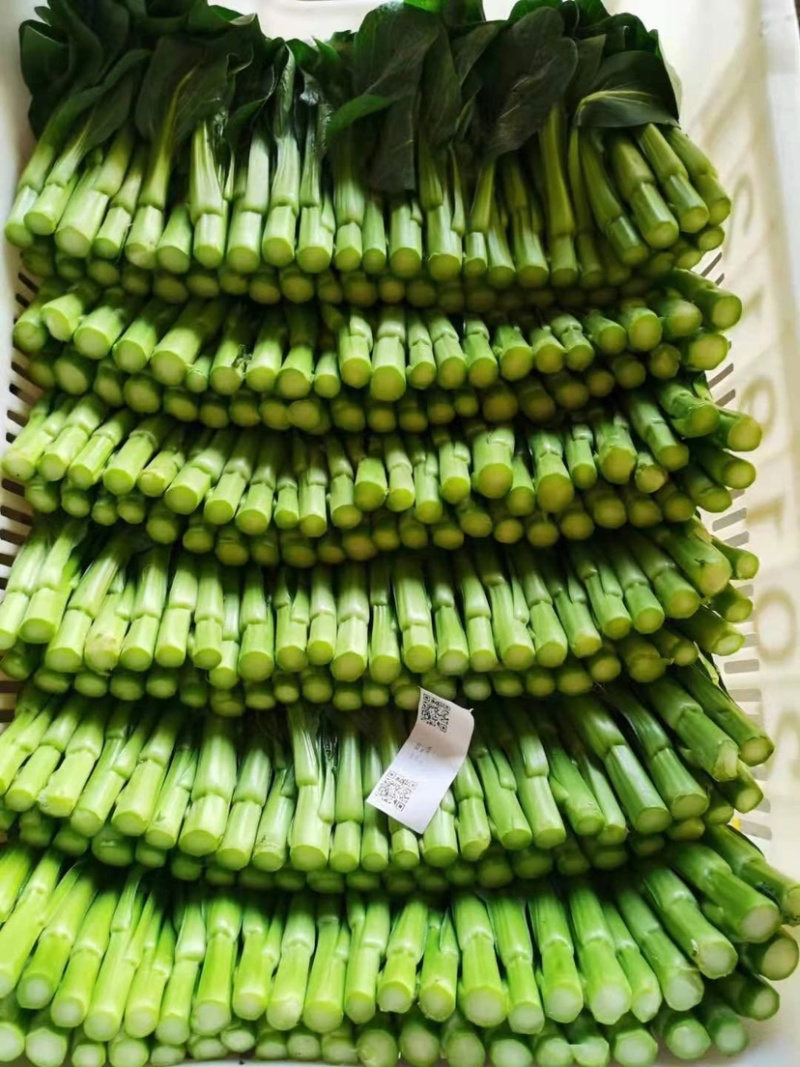 精品菜心健康供港蔬菜菜苔品质保证