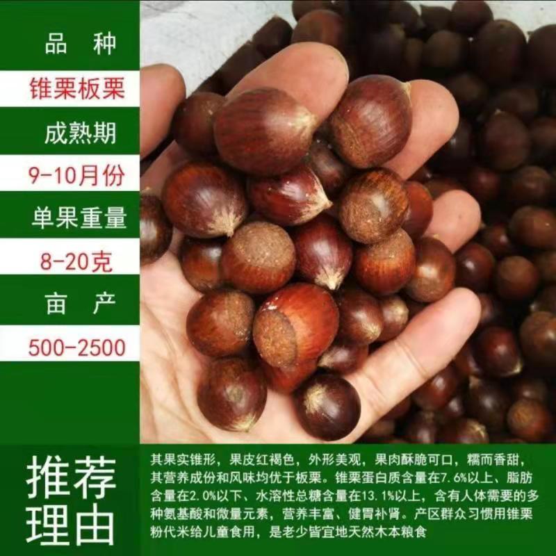 板栗树苗珍油栗新品种蜂蜜板栗当年结果抗旱耐冻南北方种