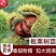 板栗树苗珍油栗新品种蜂蜜板栗当年结果抗旱耐冻南北方种