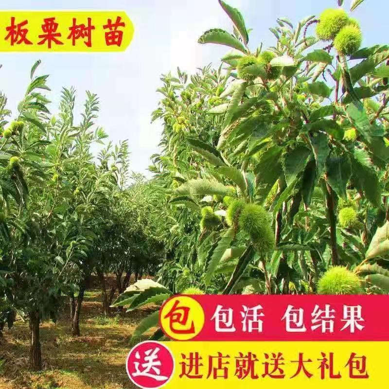 板栗树苗珍油栗新品种蜂蜜板栗当年结果抗旱耐冻南北方种