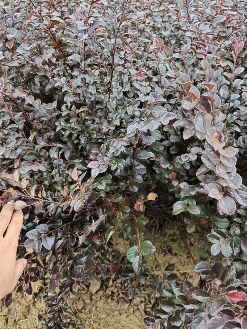红继木小苗，红继木小苗工程专用苗，小区绿化用苗