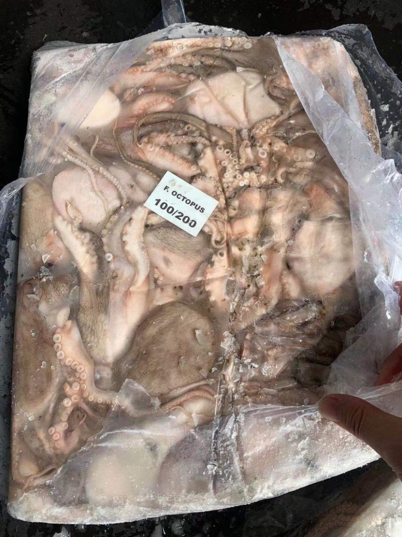 印度章鱼大规格