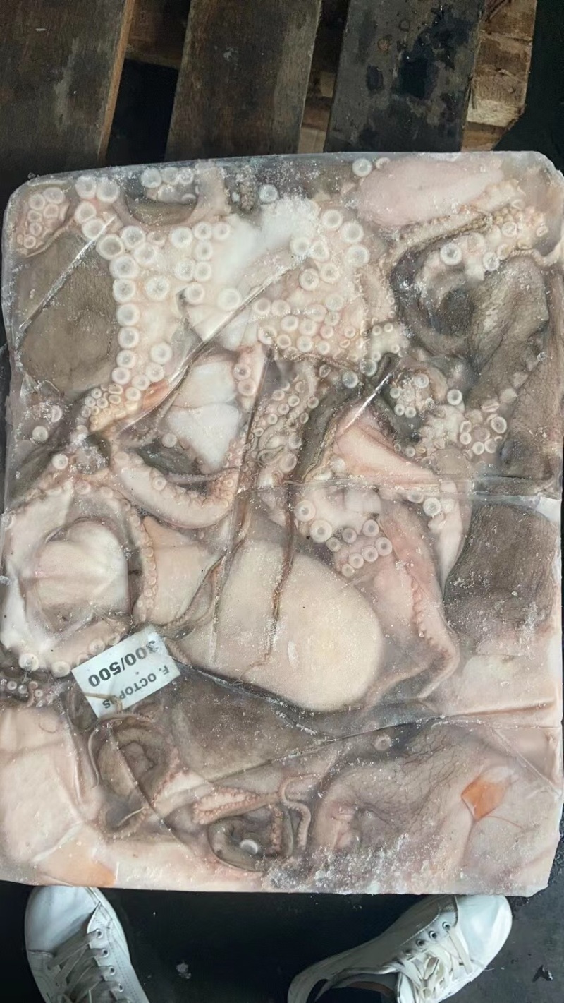 印度章鱼大规格