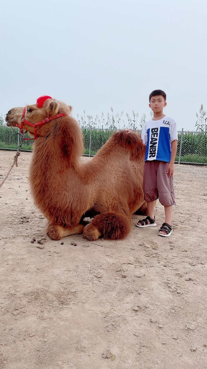 我场大量出售骆驼，自产自销，欢迎大家前来咨询，上热门