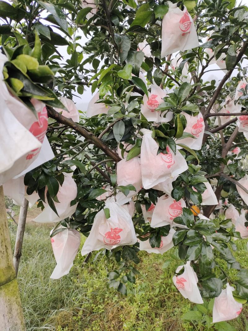 爱媛38果冻橙，味道独特，果皮漂亮，产地直销