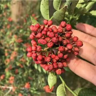 大红袍花椒苗保真签约发苗提供技术指导