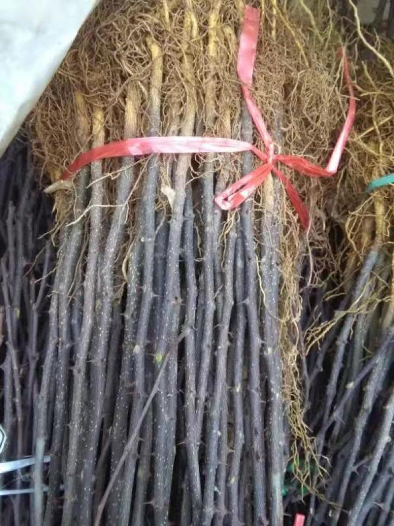 大红袍花椒苗保真签约发苗提供技术指导