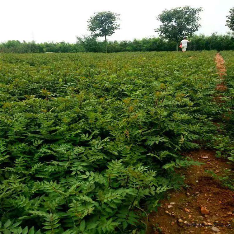 大红袍花椒苗保真签约发苗提供技术指导
