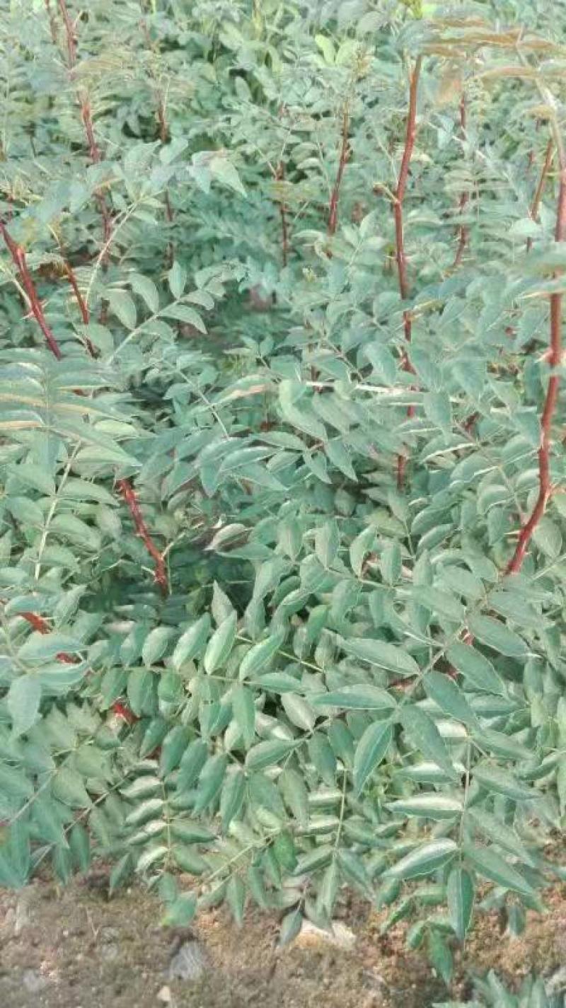 大红袍花椒苗保真签约发苗提供技术指导