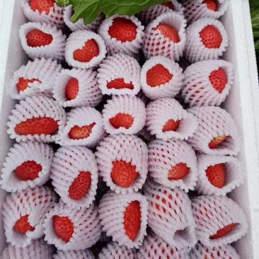 四川奶油草莓代发电商商品控严格好评率高
