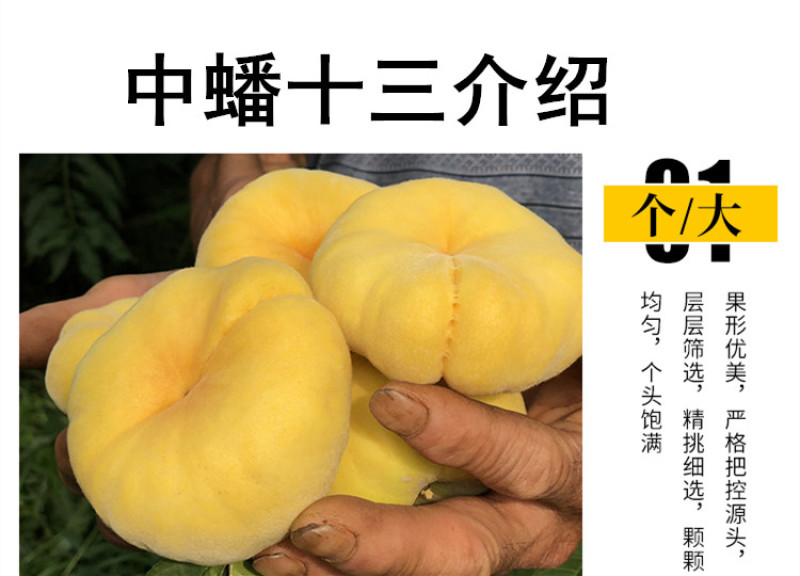 中蟠13蟠桃树苗嫁接桃树苗蟠桃苗黄金蟠桃苗