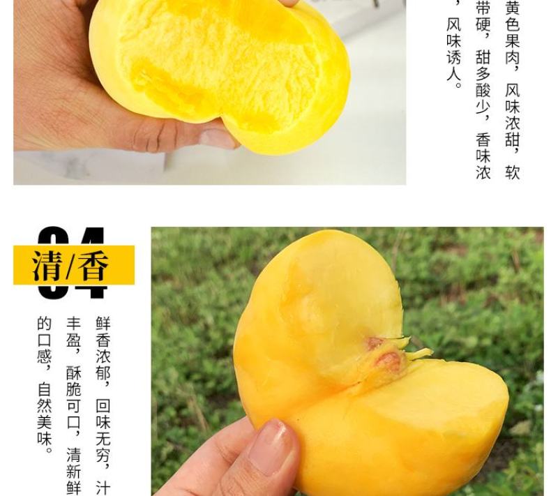 中蟠13蟠桃树苗嫁接桃树苗蟠桃苗黄金蟠桃苗