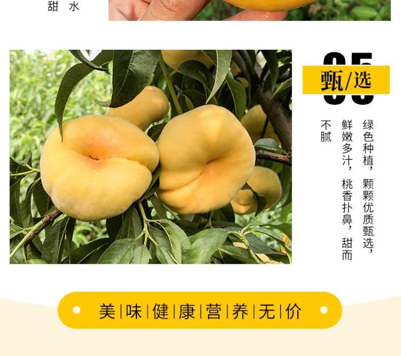 中蟠13蟠桃树苗嫁接桃树苗蟠桃苗黄金蟠桃苗