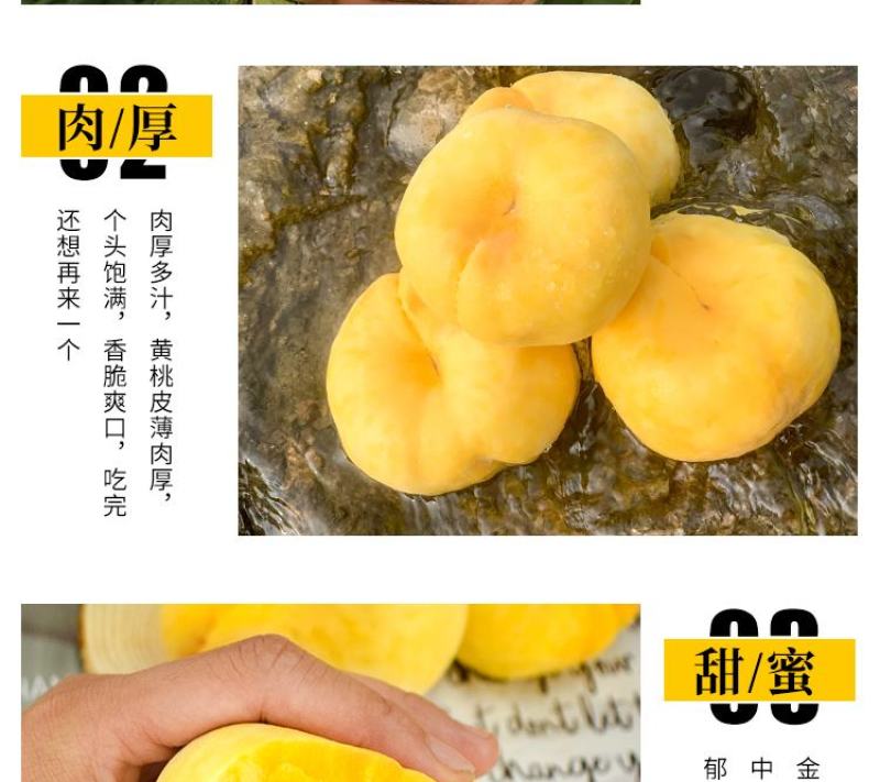 中蟠13蟠桃树苗嫁接桃树苗蟠桃苗黄金蟠桃苗