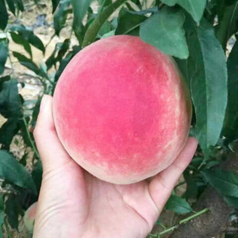 蜜桃苗大蜜桃树苗南方北方种植嫁接桃苗新品种