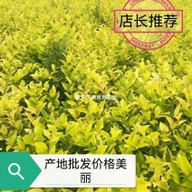 重庆巴南区巴南区赚宝苗圃金森女贞年产量大价格美丽