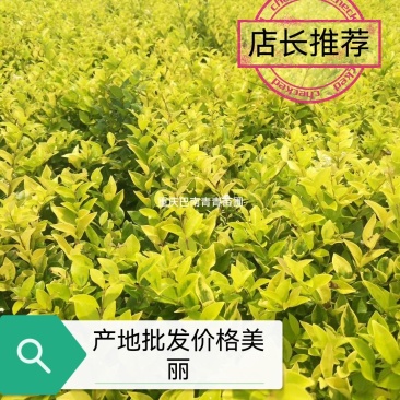 重庆巴南区巴南区赚宝苗圃金森女贞年产量大价格美丽
