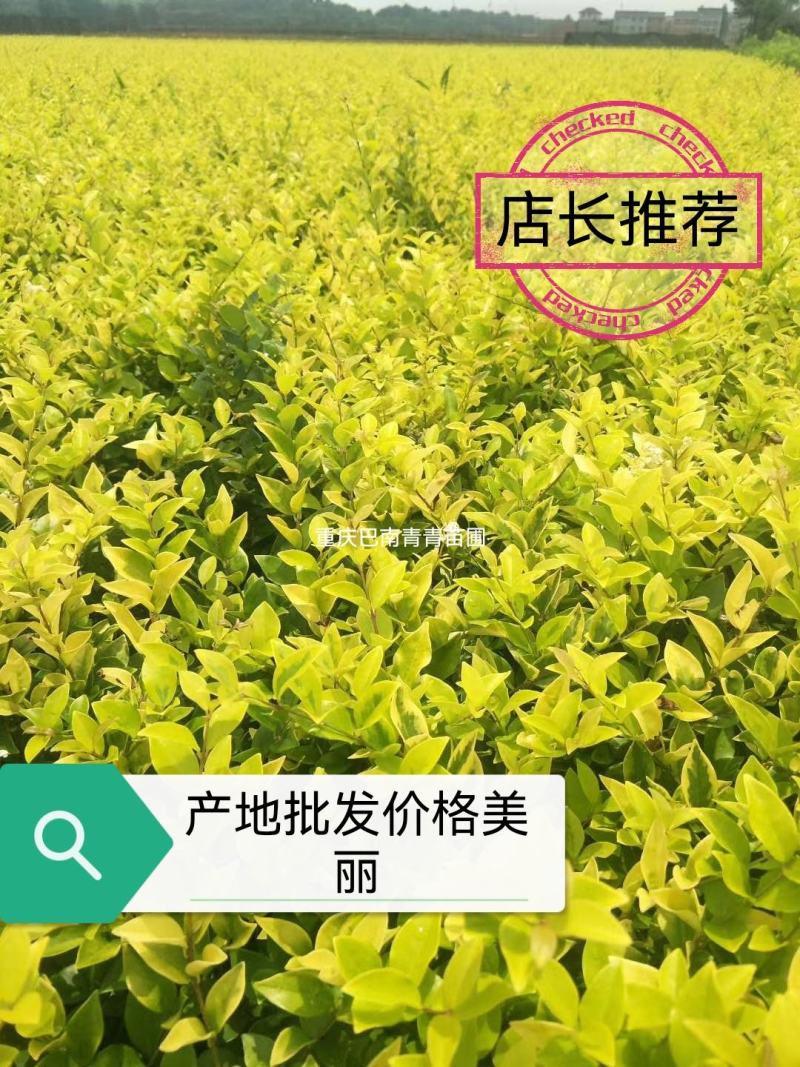 重庆巴南区巴南区赚宝苗圃金森女贞年产量大价格美丽