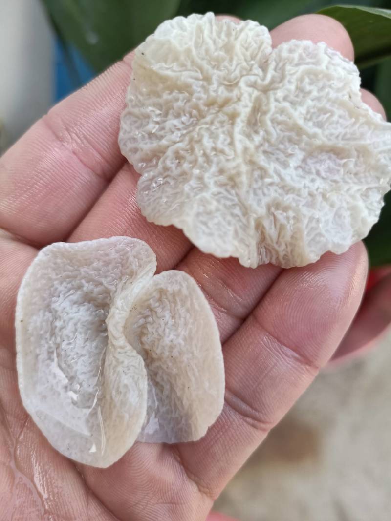 店长推荐羊肚耳种植基地直接发货干鲜沙耳珍珠菌猪肚菇竹耳菌