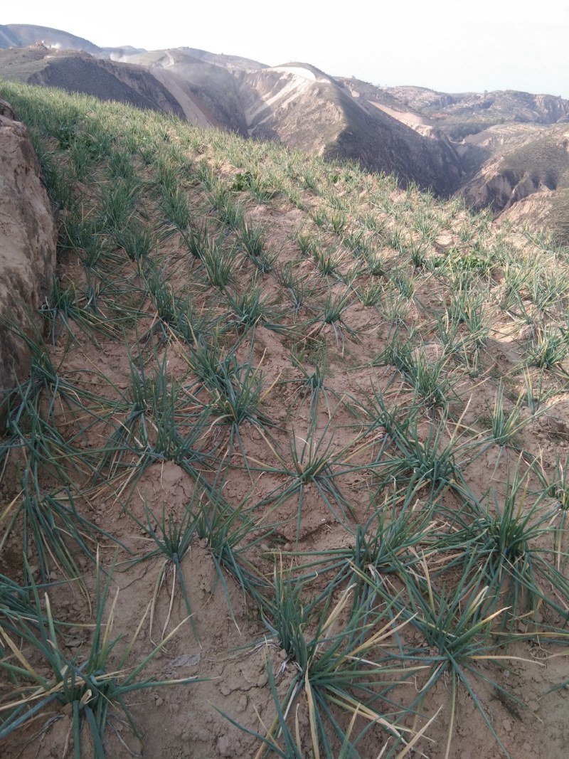 米脂山地红葱