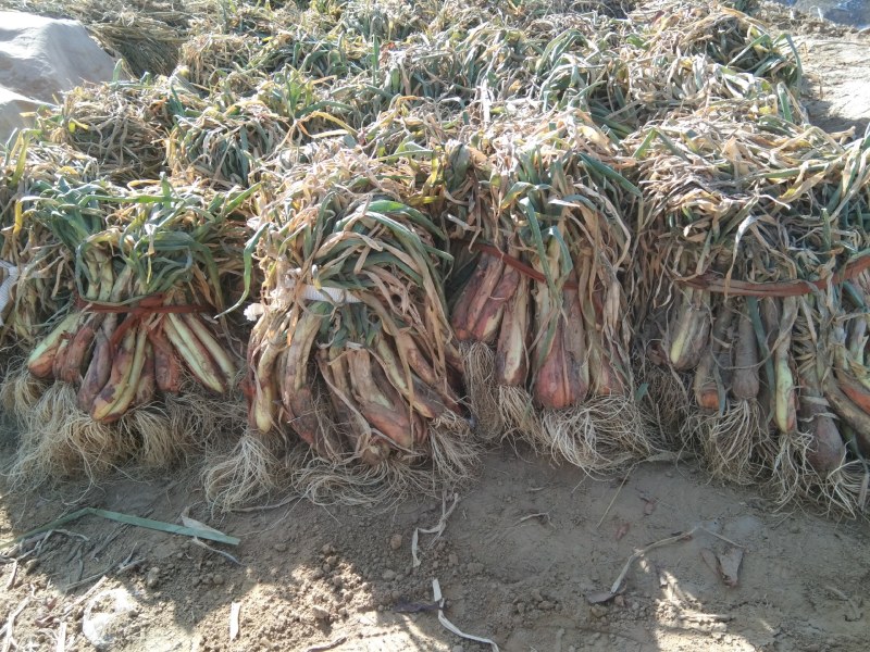 米脂山地红葱