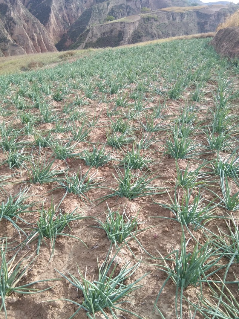 米脂山地红葱