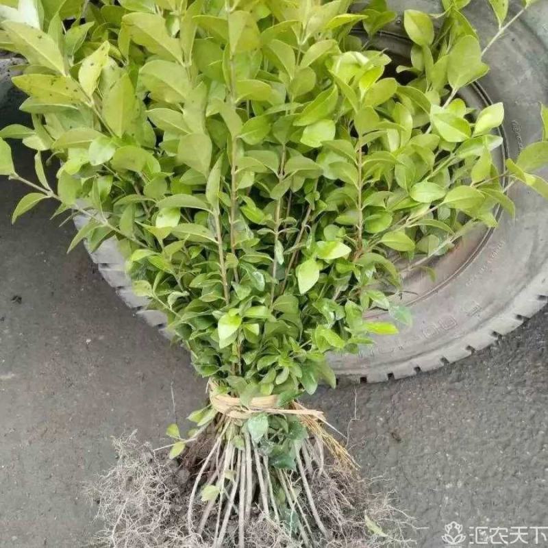 重庆巴南区苗圃金叶女贞年产量大价格美丽质量好