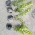 重庆巴南区苗圃金叶女贞年产量大价格美丽质量好