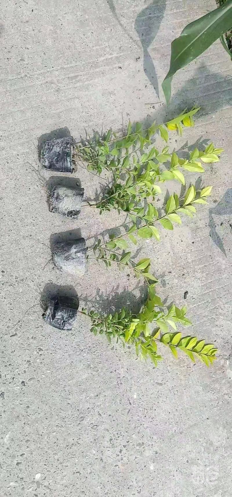 重庆巴南区苗圃金叶女贞年产量大价格美丽质量好