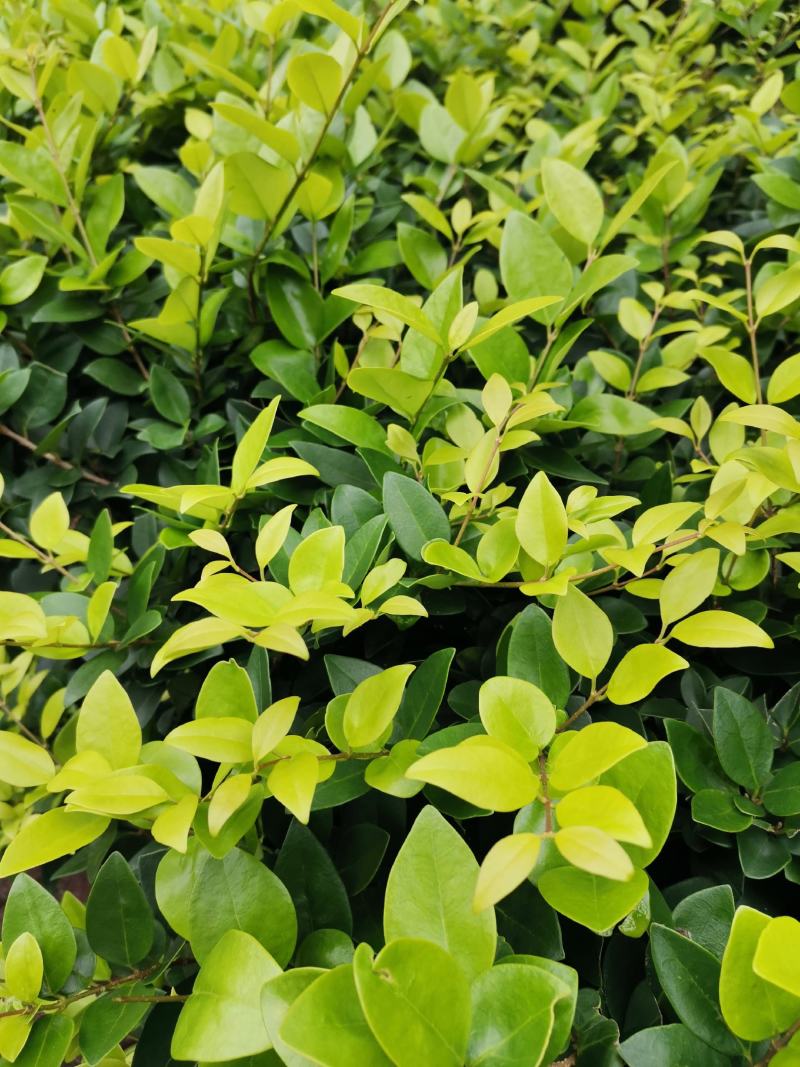重庆巴南区苗圃金叶女贞年产量大价格美丽质量好