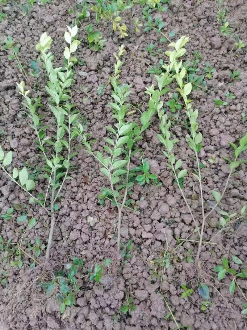 重庆巴南区苗圃金叶女贞年产量大价格美丽质量好