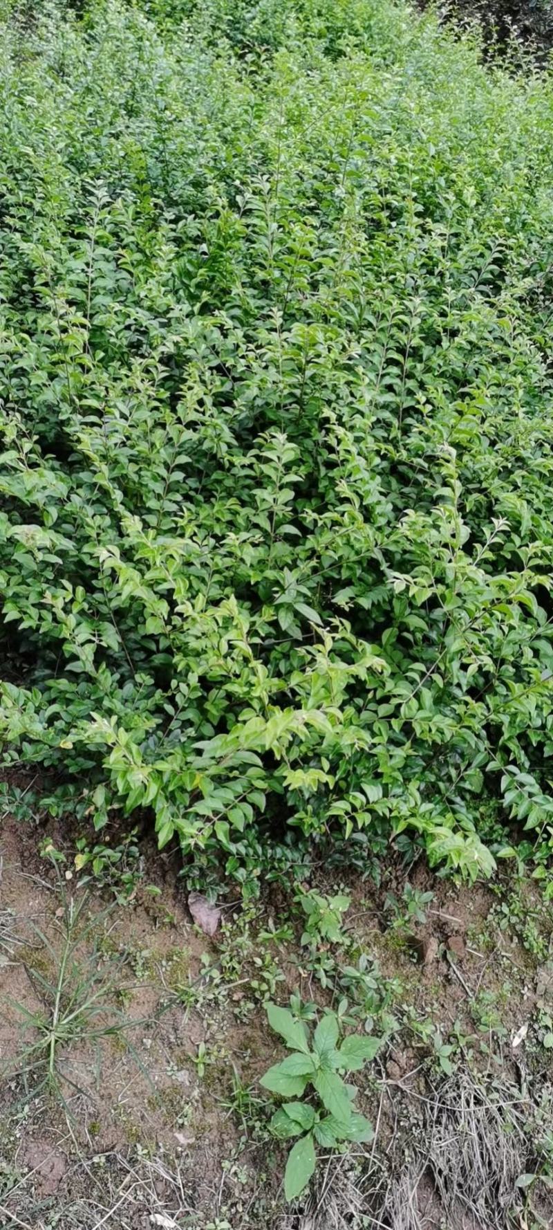 重庆巴南区苗圃金叶女贞年产量大价格美丽质量好
