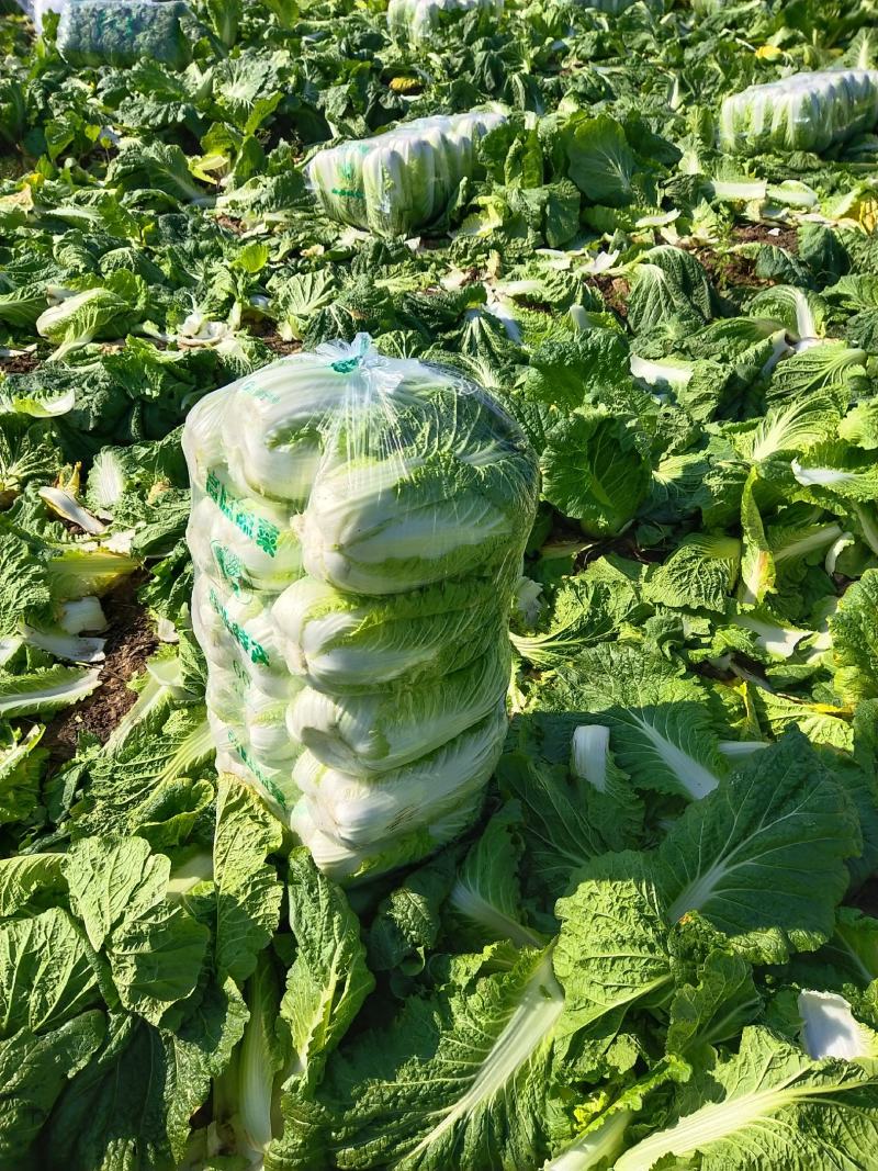 精品矮棵黄心白菜、货源充足、价格合理丶质量保证