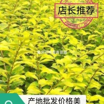 重庆巴南区苗圃金叶女贞年产量大价格美丽质量好