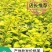 重庆巴南区苗圃金叶女贞年产量大价格美丽质量好